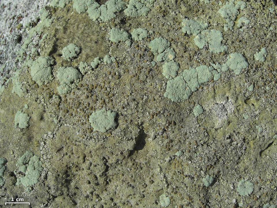 Lecanora sulfurescens image