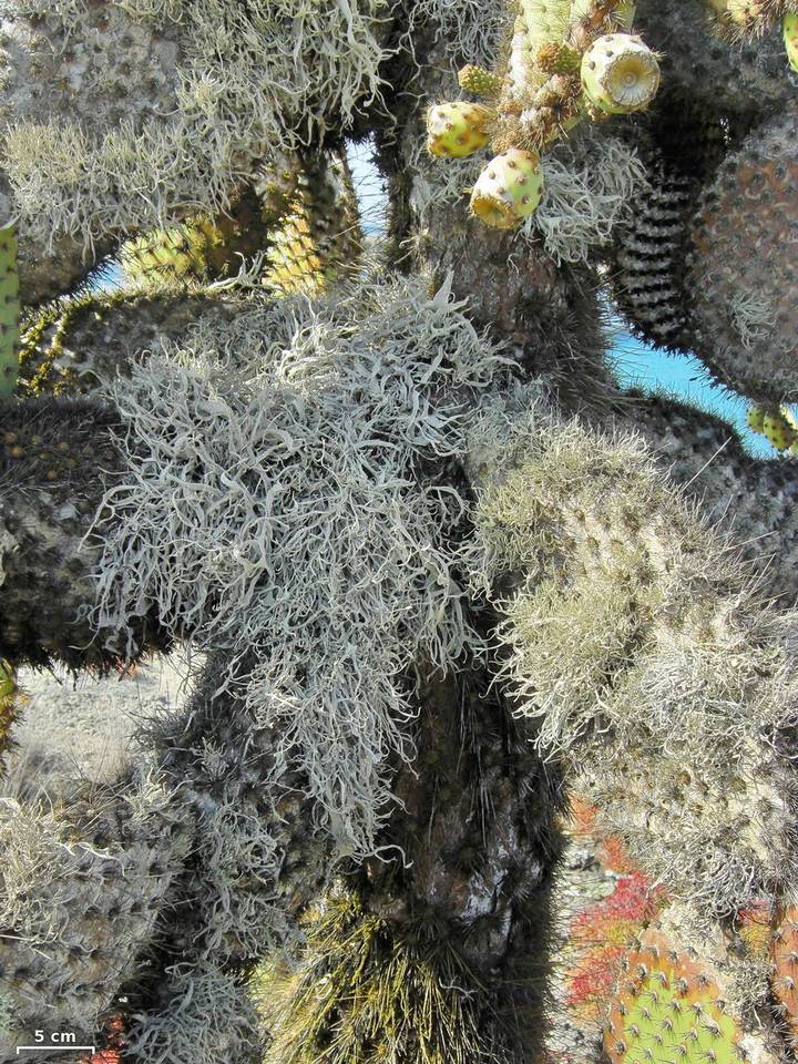 Roccella gracilis image