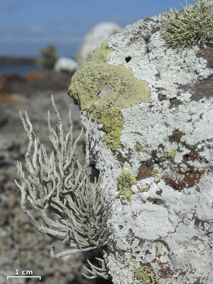 Roccella galapagoensis image
