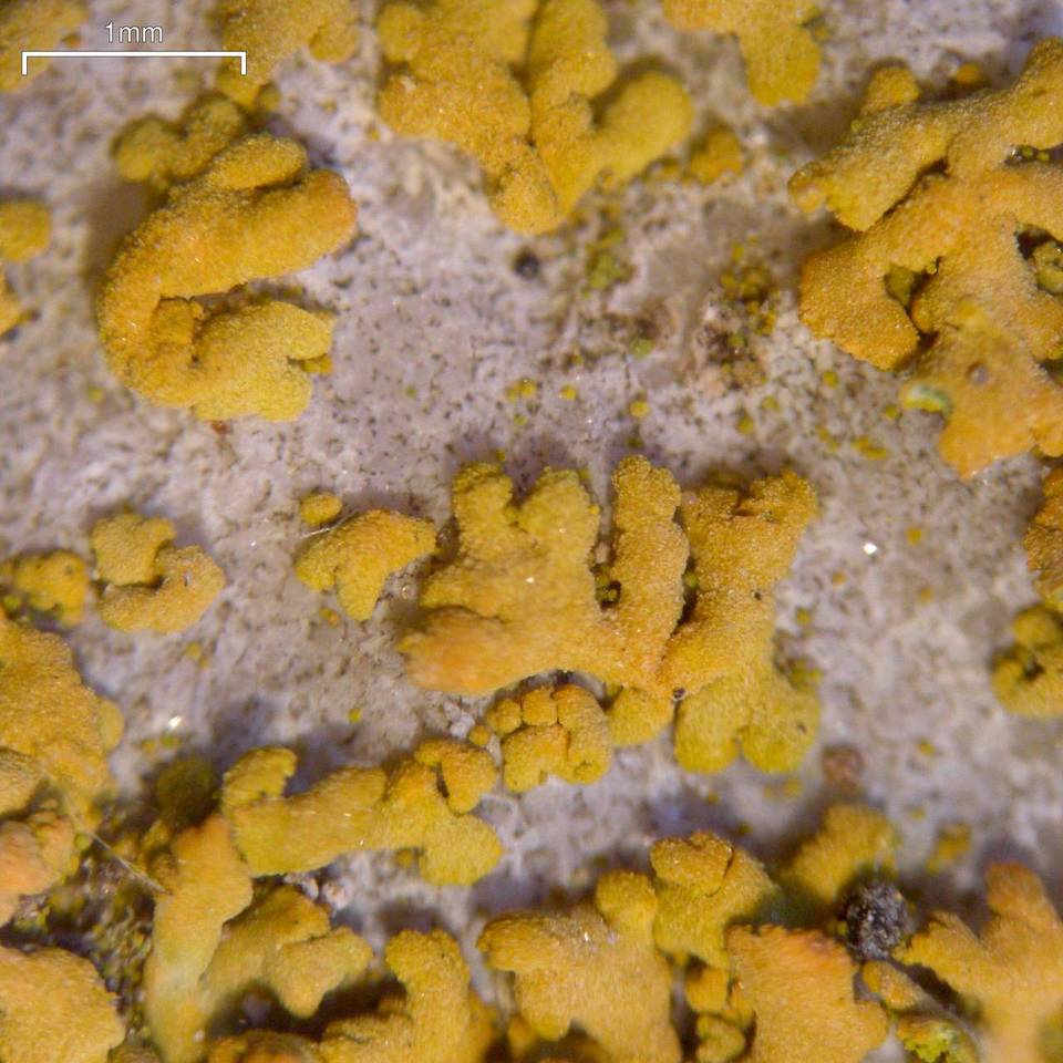 Xanthomendoza mendozae image
