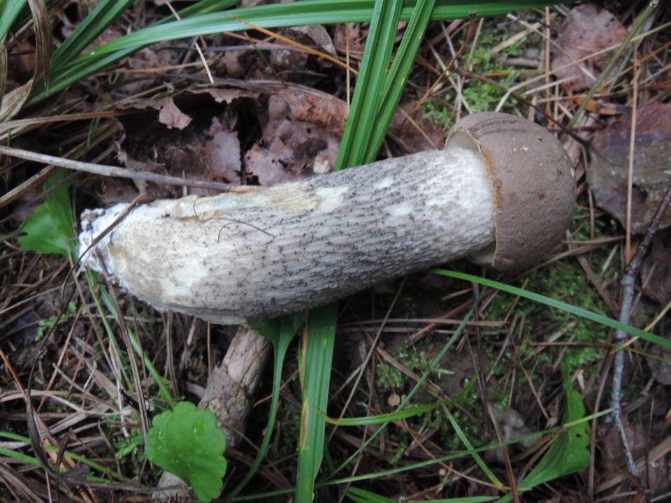 Leccinum griseonigrum image