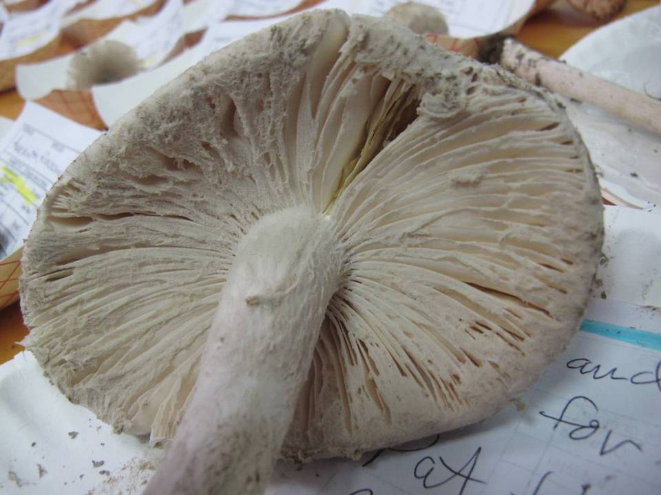 Amanita tephrea image