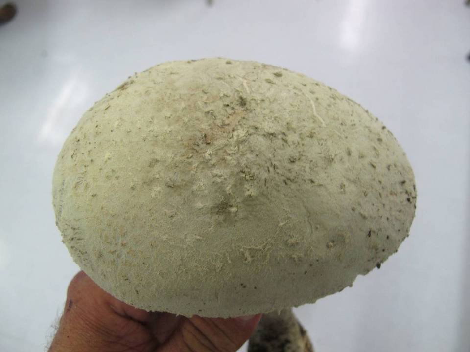 Amanita tephrea image