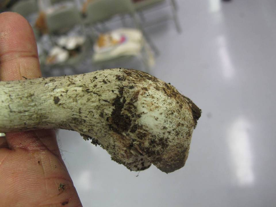 Amanita tephrea image