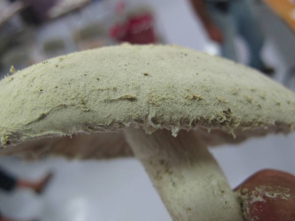 Amanita tephrea image