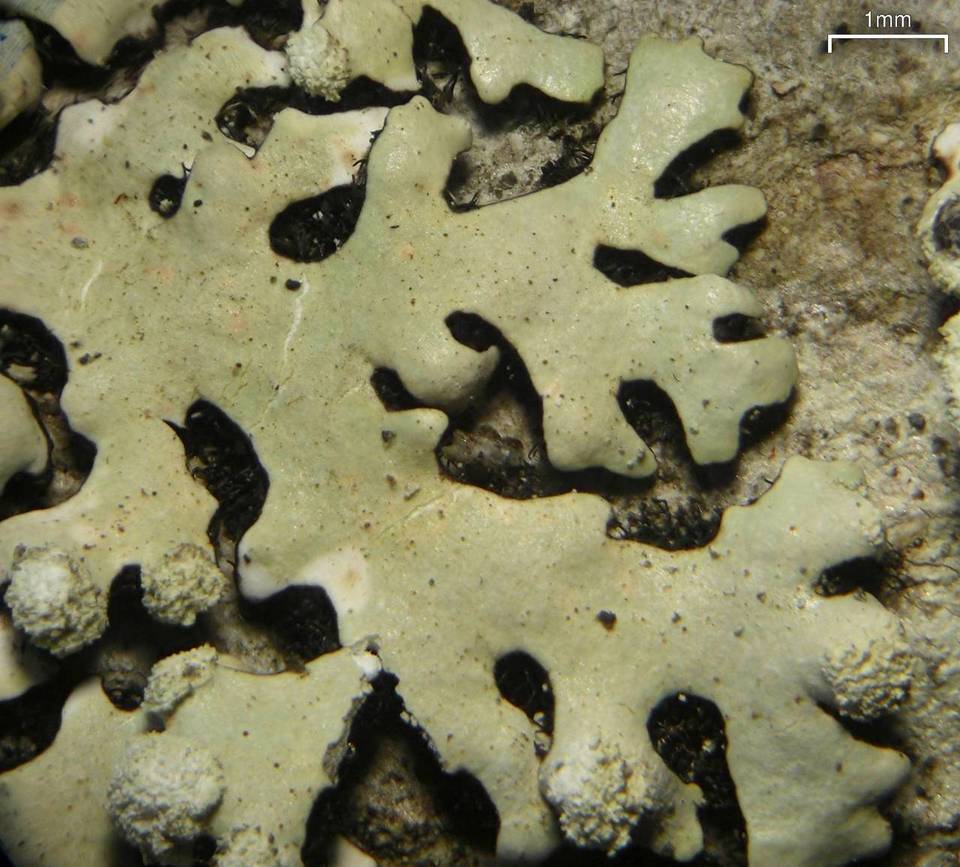 Hypotrachyna pseudosinuosa image