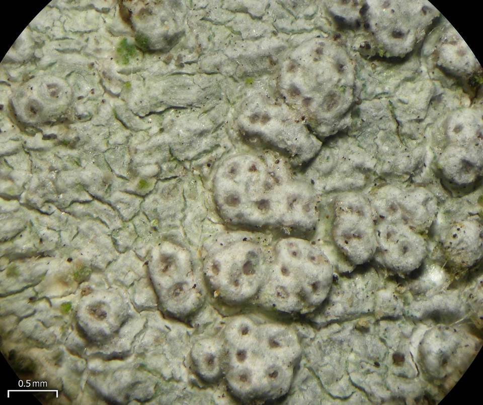 Pertusaria subpertusa image