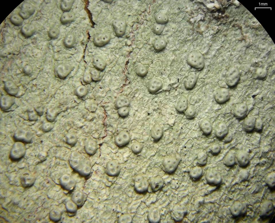 Pertusaria macounii image