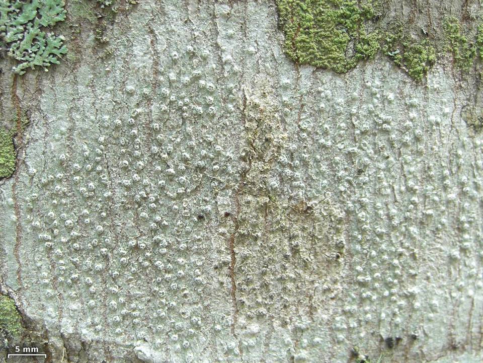 Pertusaria subpertusa image