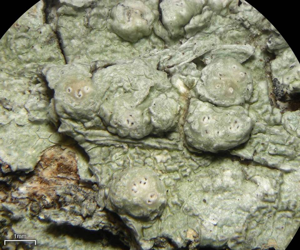Pertusaria paratuberculifera image
