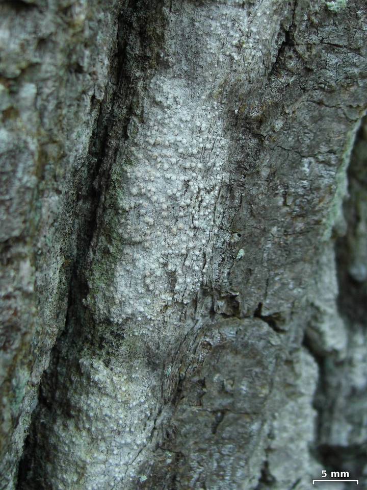 Sporodophoron americanum image