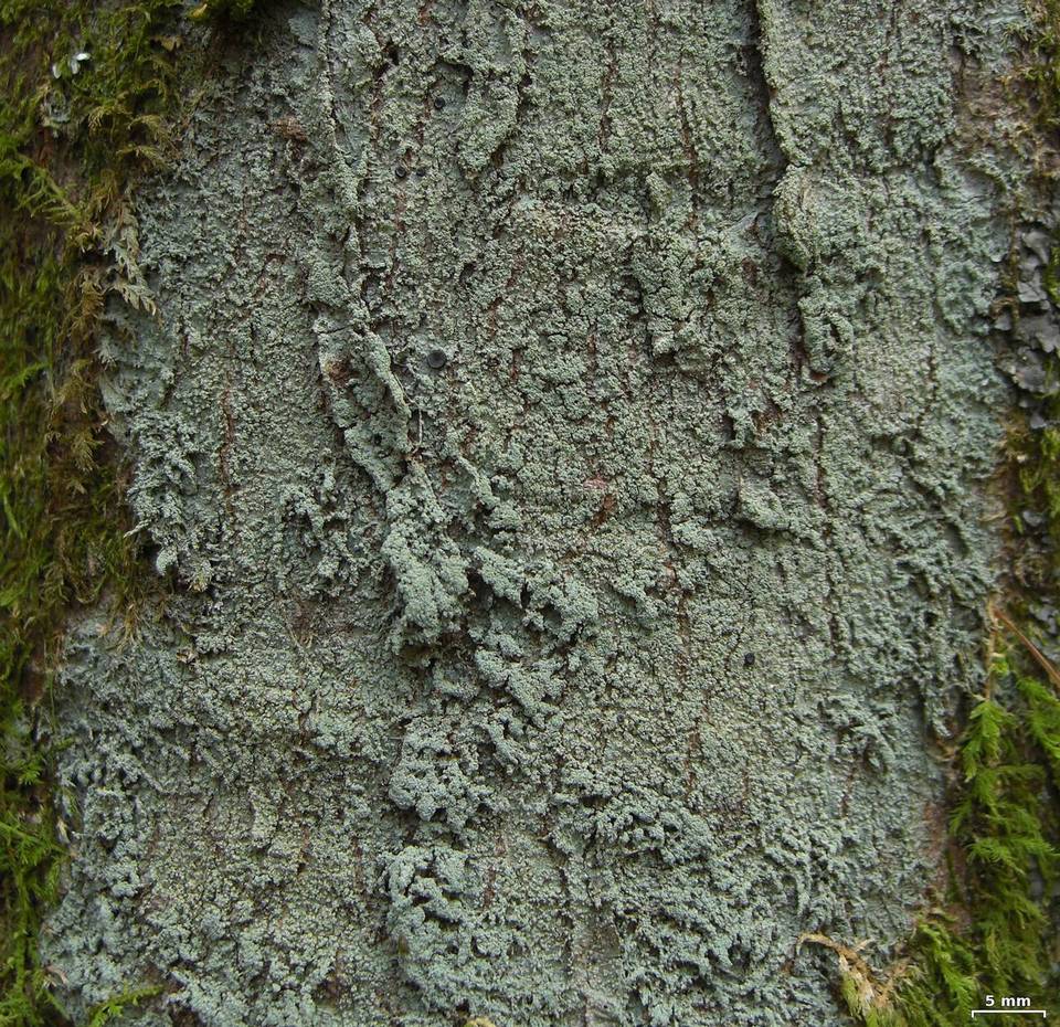 Megalospora porphyritis image