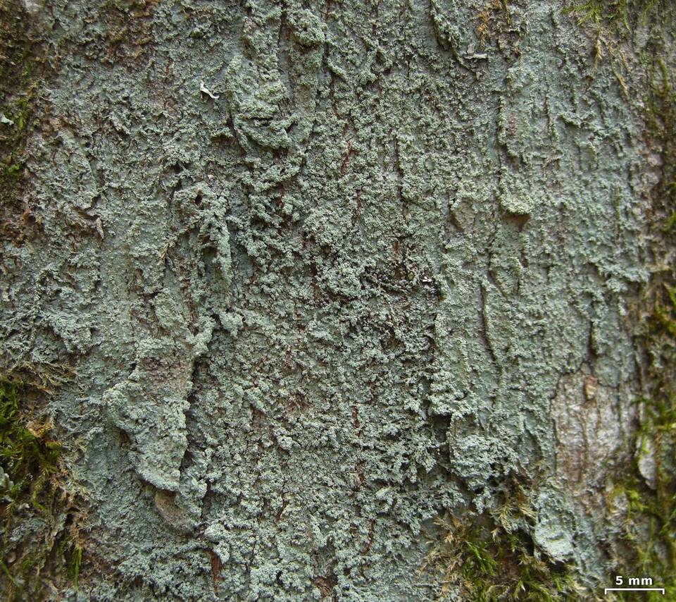 Megalospora porphyritis image
