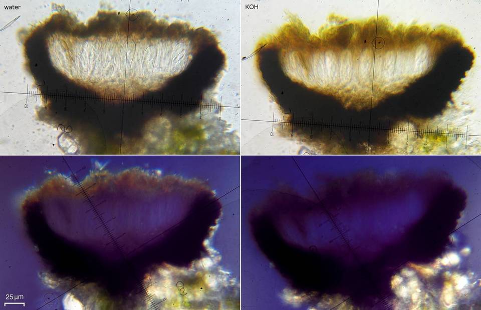 Opegrapha varia image