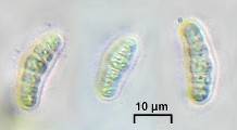 Opegrapha varia image