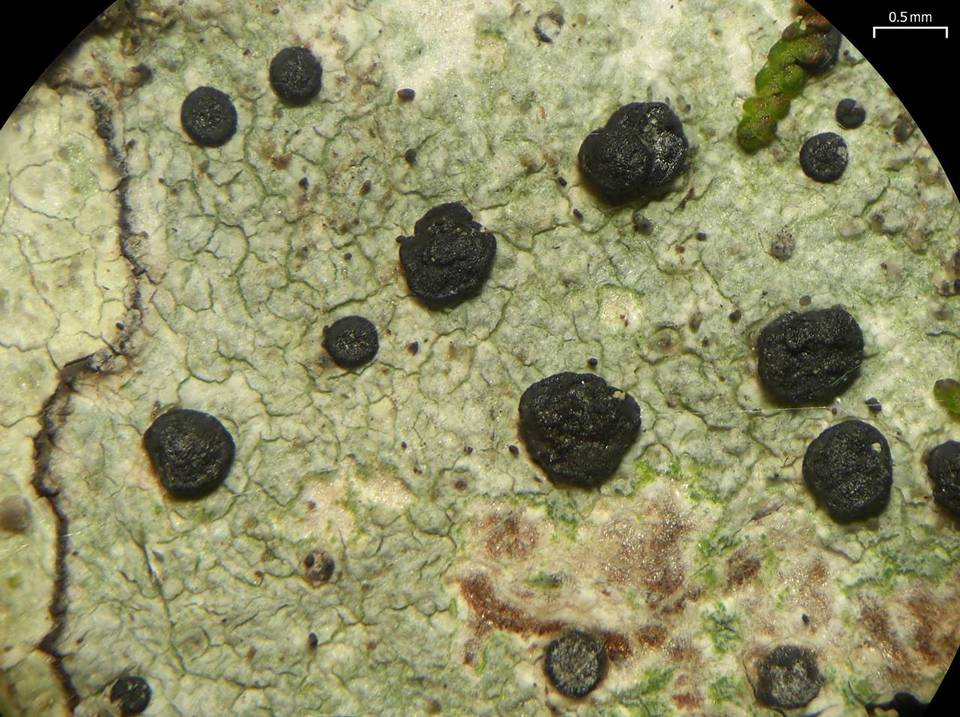 Ramboldia subnexa image