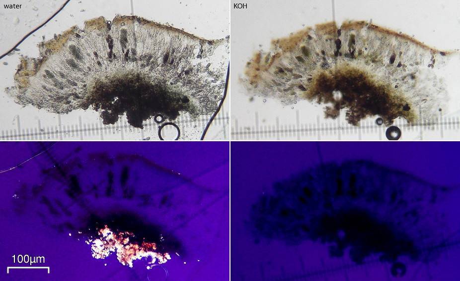 Ramboldia subnexa image