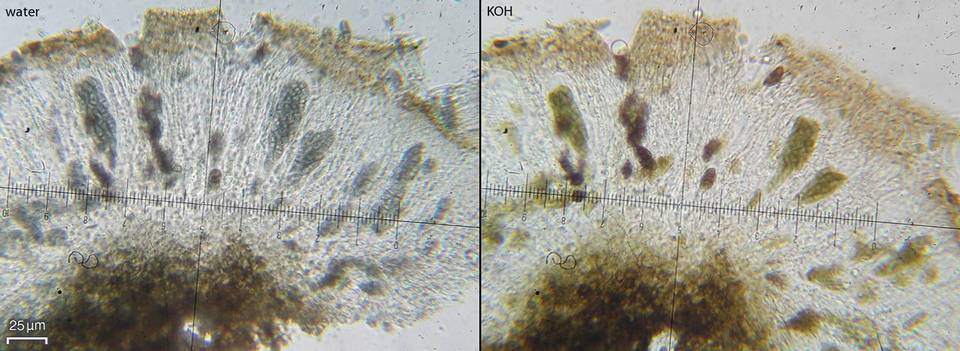 Ramboldia subnexa image