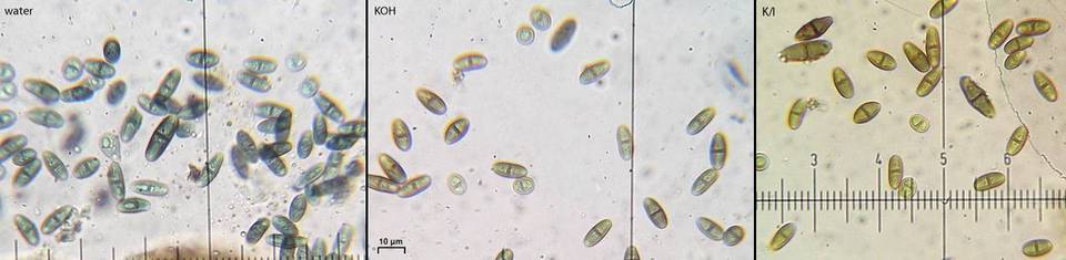 Ramboldia subnexa image