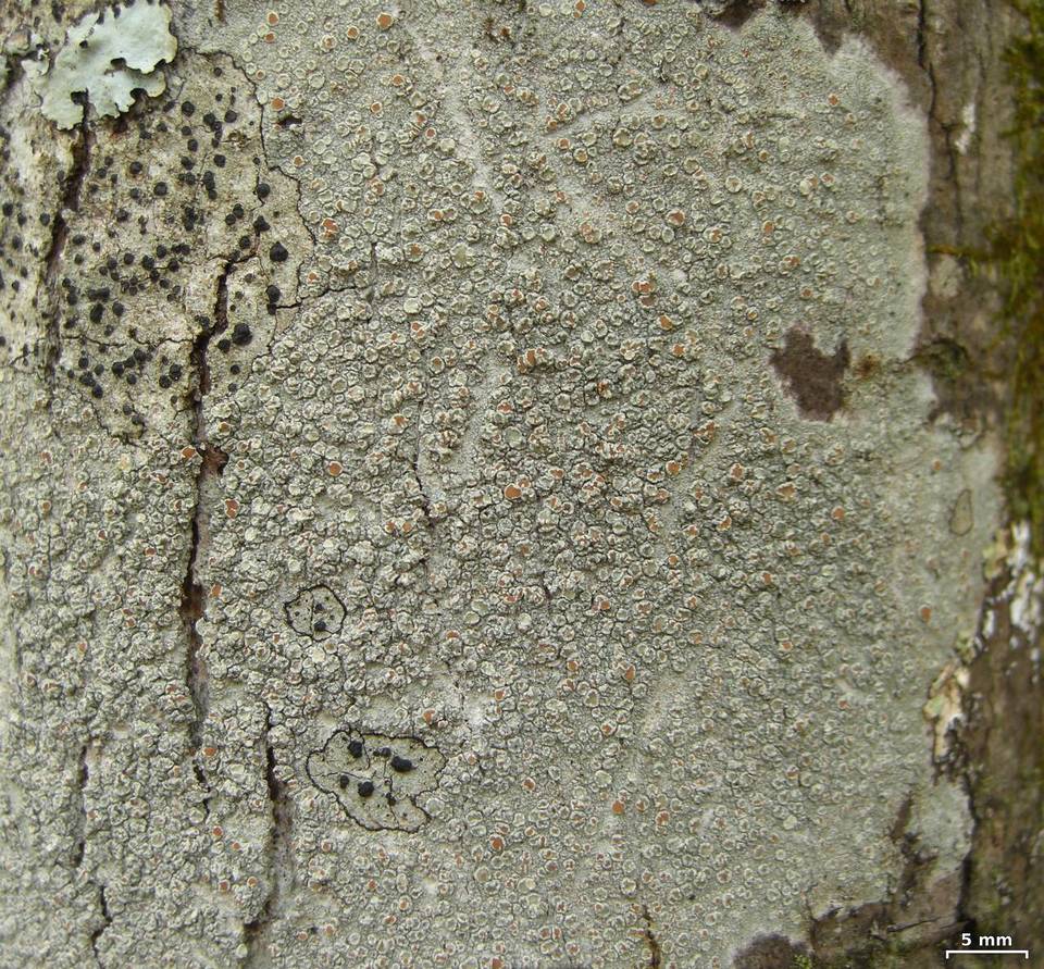 Lecanora cinereofusca image