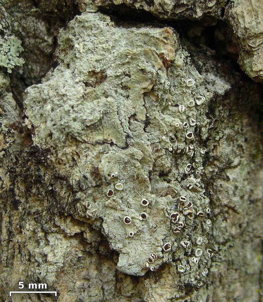 Lecanora imshaugii image
