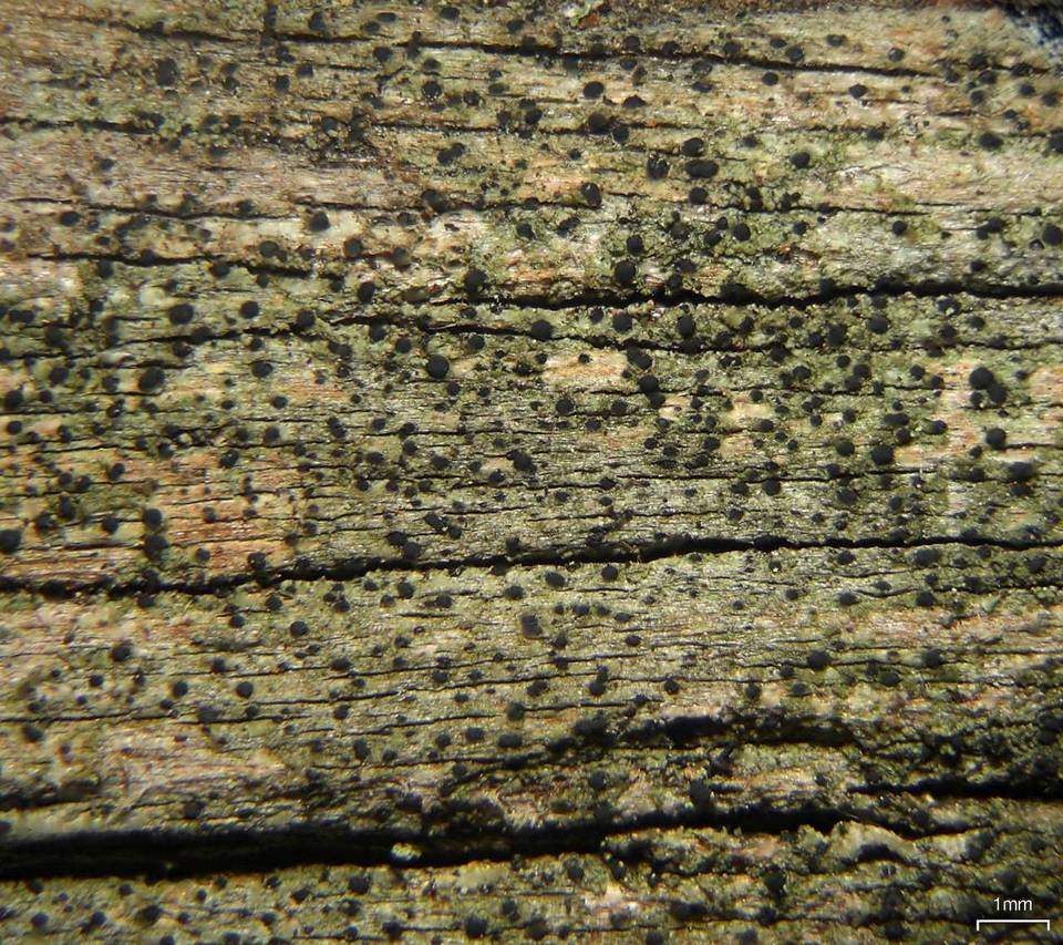 Buellia dialyta image