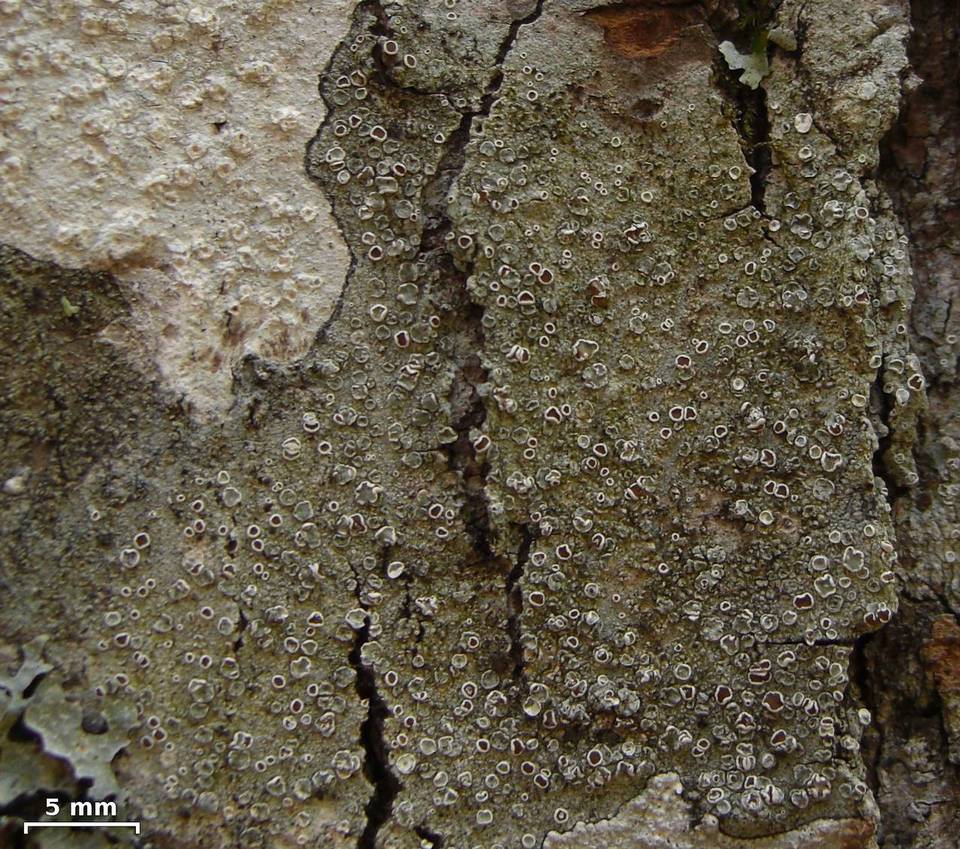 Lecanora imshaugii image