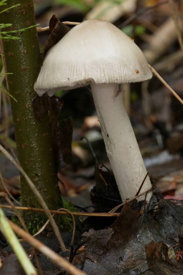 Amanita islandica image