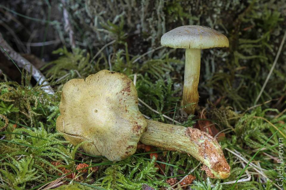 Gymnopilus punctifolius image