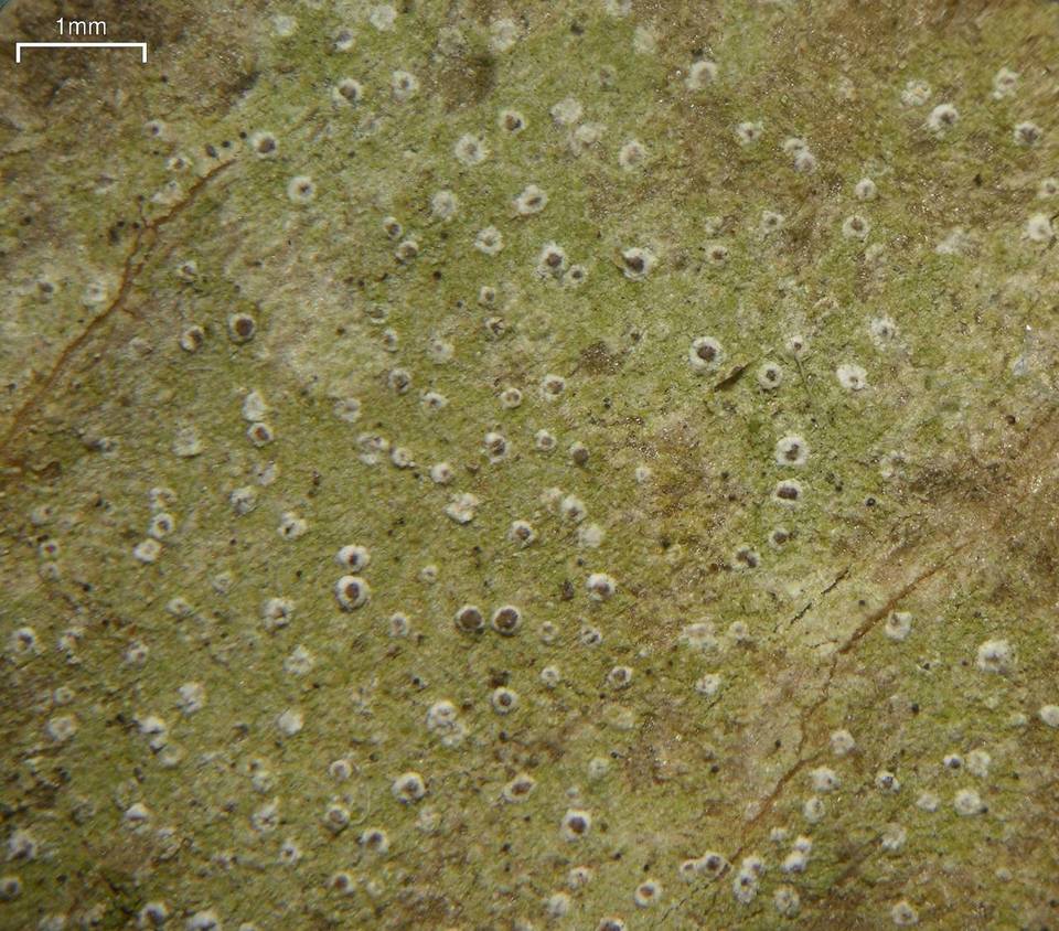 Byssoloma image