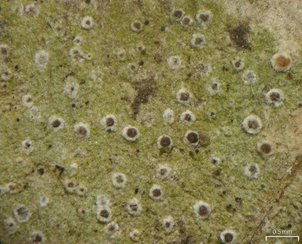 Byssoloma leucoblepharum image