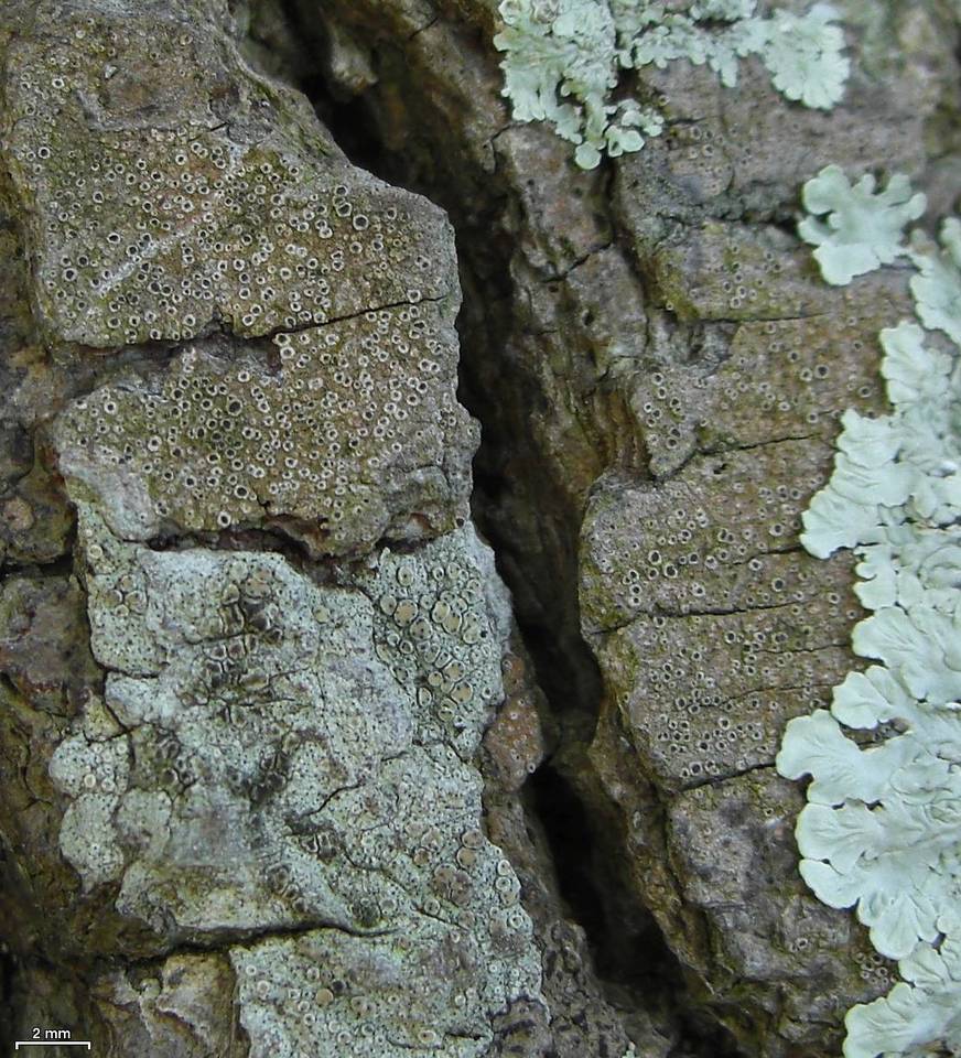 Minutoexcipula image