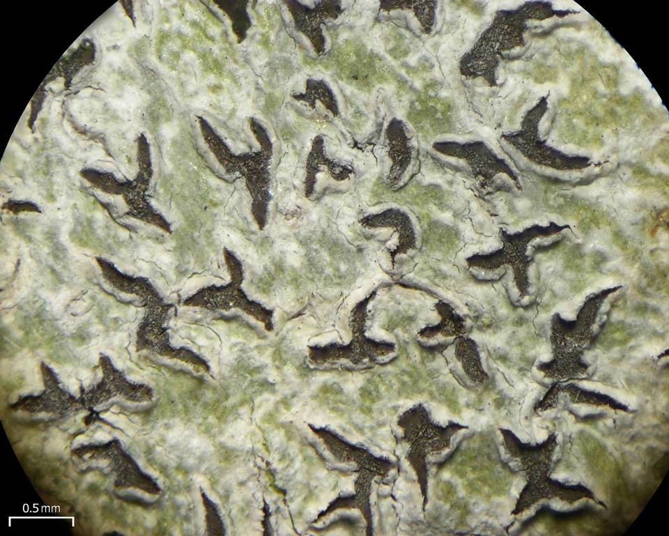 Leiorreuma explicans image