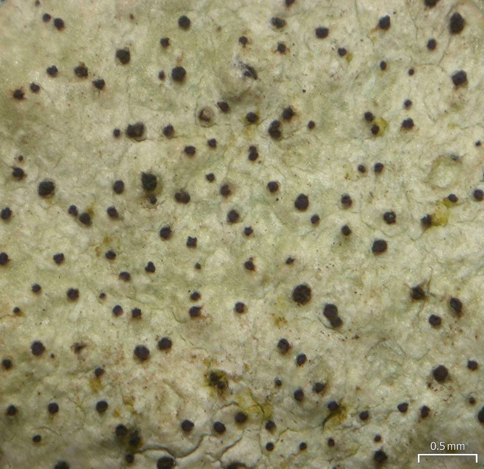 Minutoexcipula mariana image