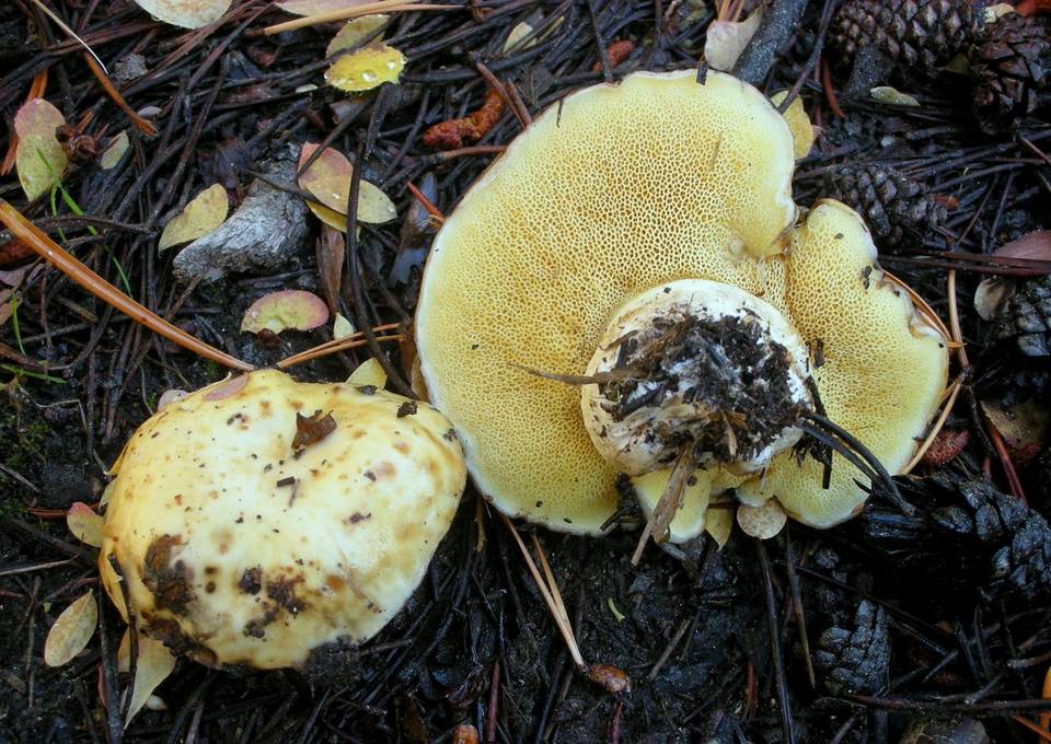 Suillus volcanalis image