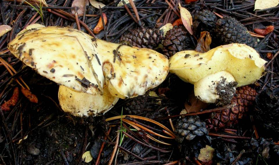 Suillus volcanalis image