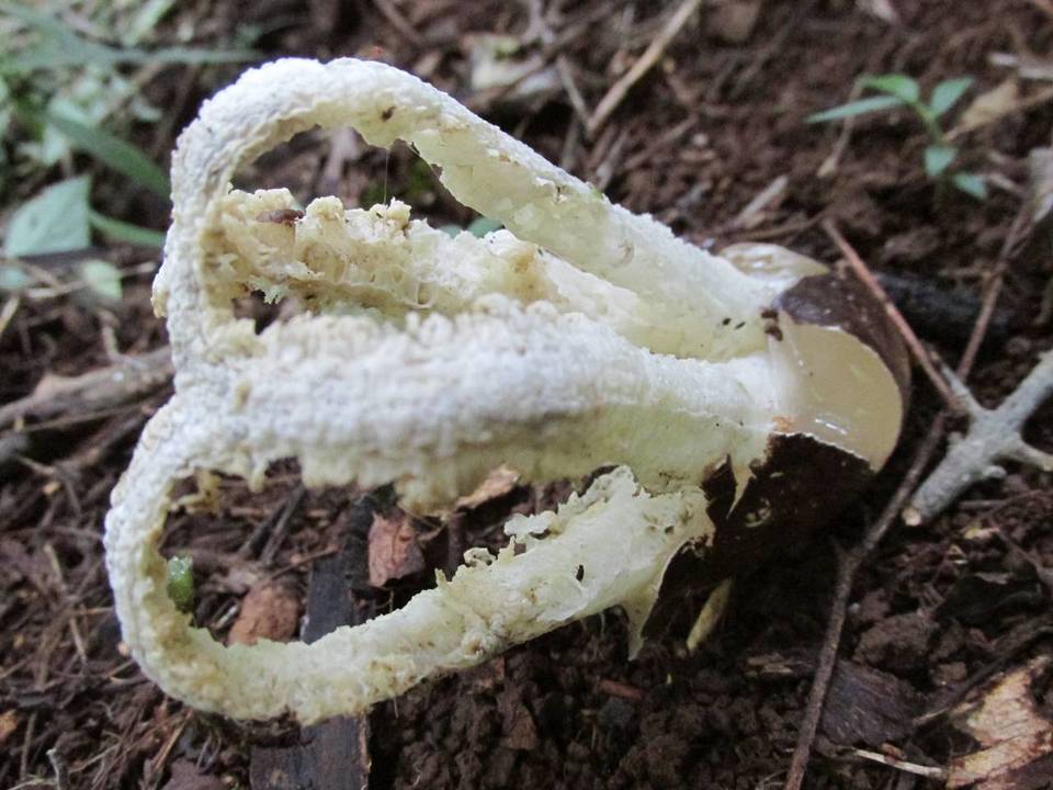 Blumenavia angolensis image