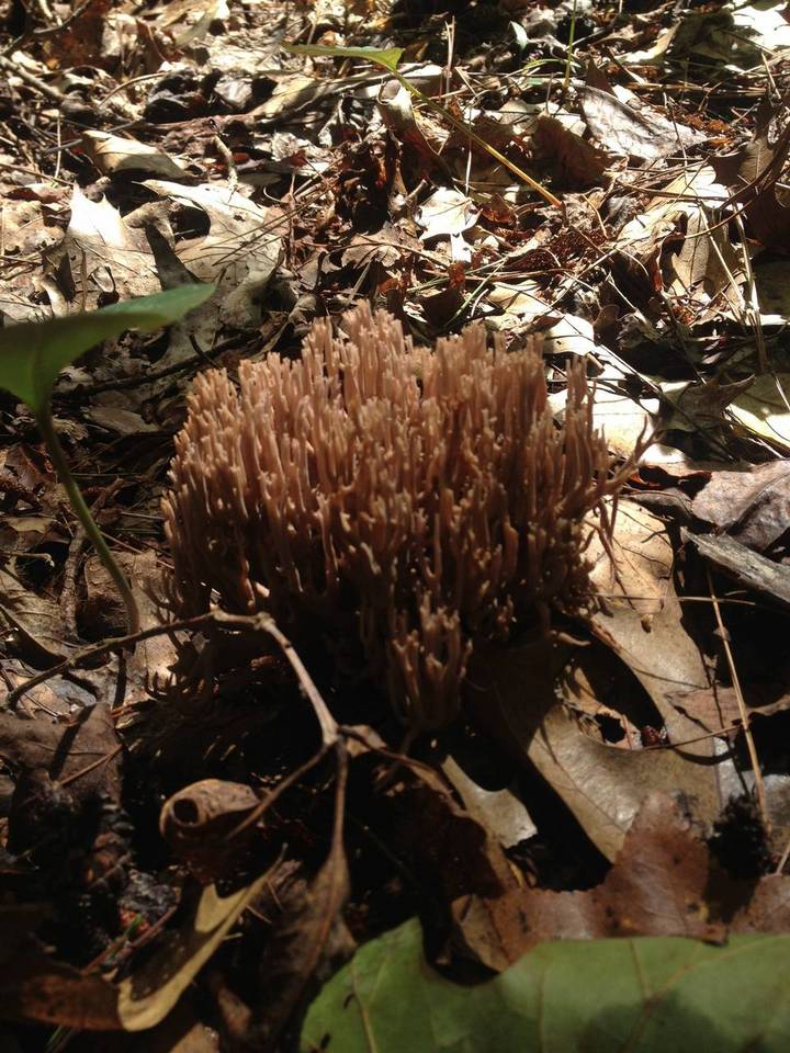 Ramaria fennica var. fennica image