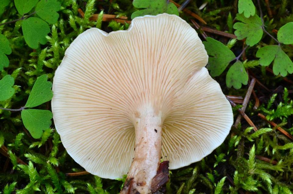 Aphroditeola olida image