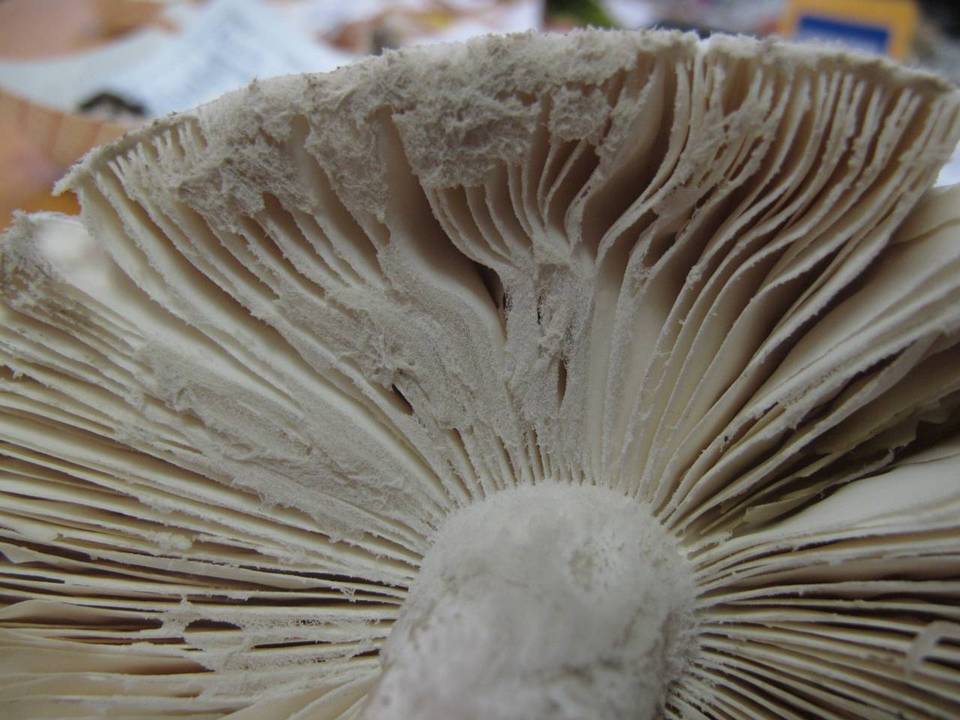 Amanita tephrea image