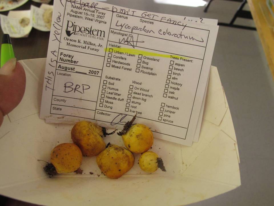Lycoperdon coloratum image
