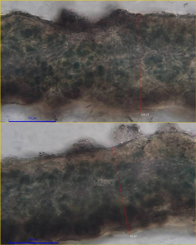 Collema latzelii image