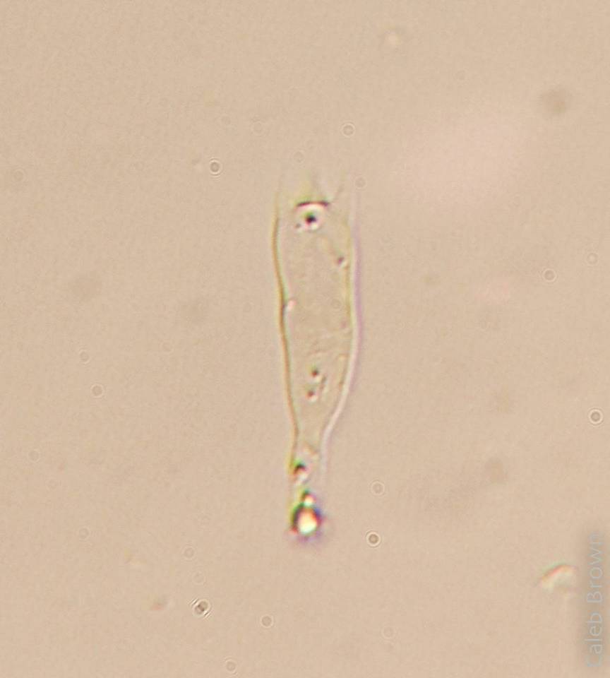 Gymnopilus viridans image