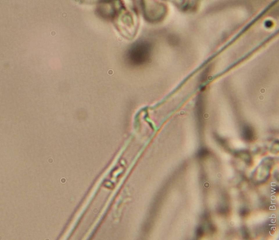 Gymnopilus viridans image