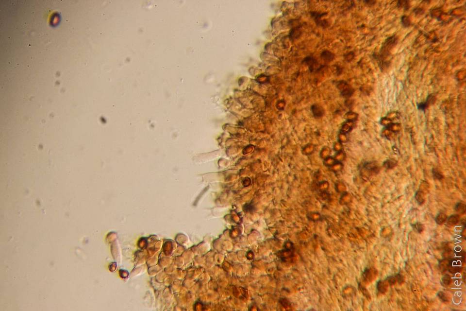 Gymnopilus viridans image