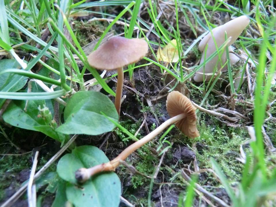 Conocybe echinata image