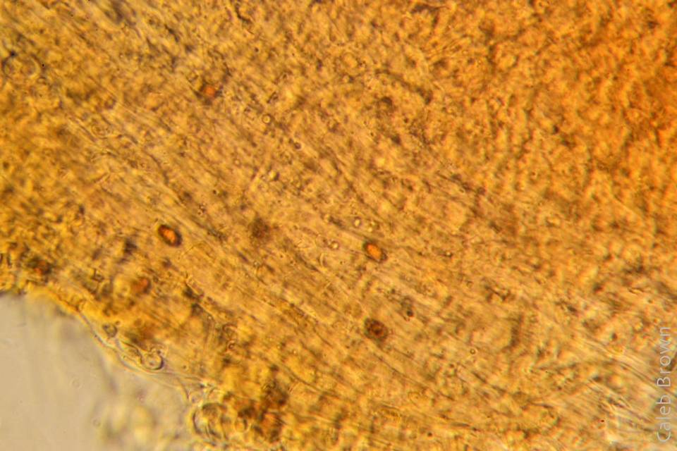 Gymnopilus viridans image