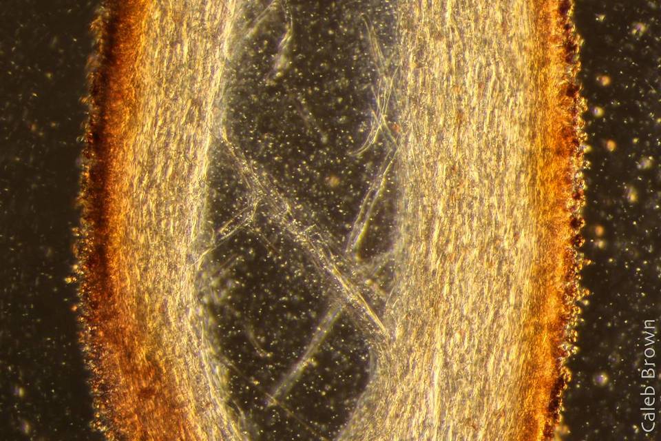 Gymnopilus viridans image