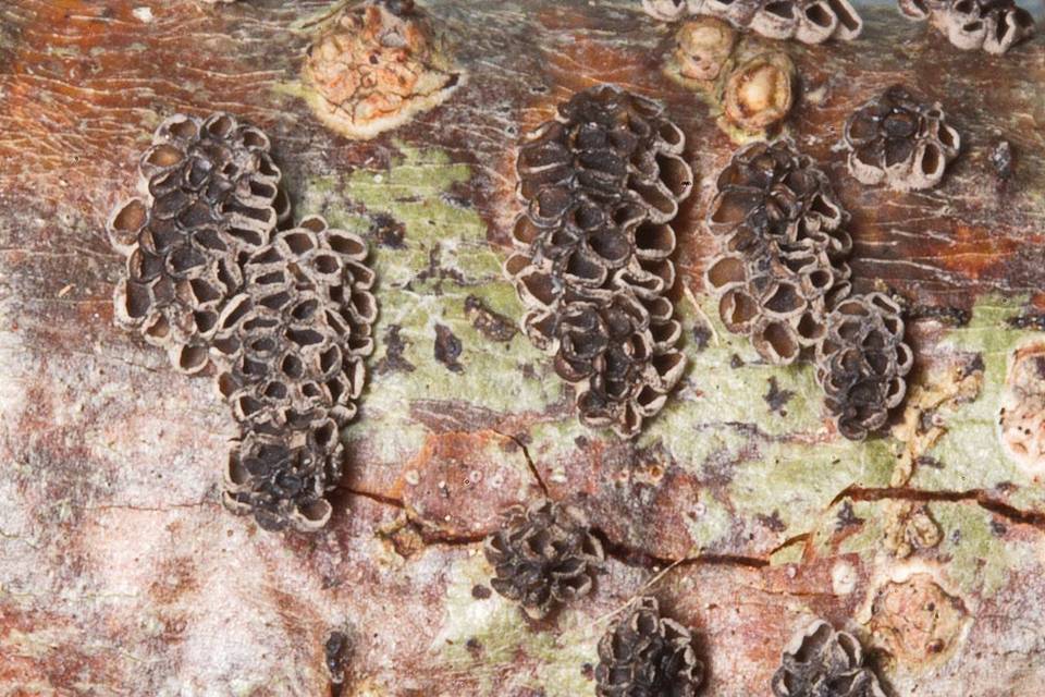 Stromatocyphella conglobata image