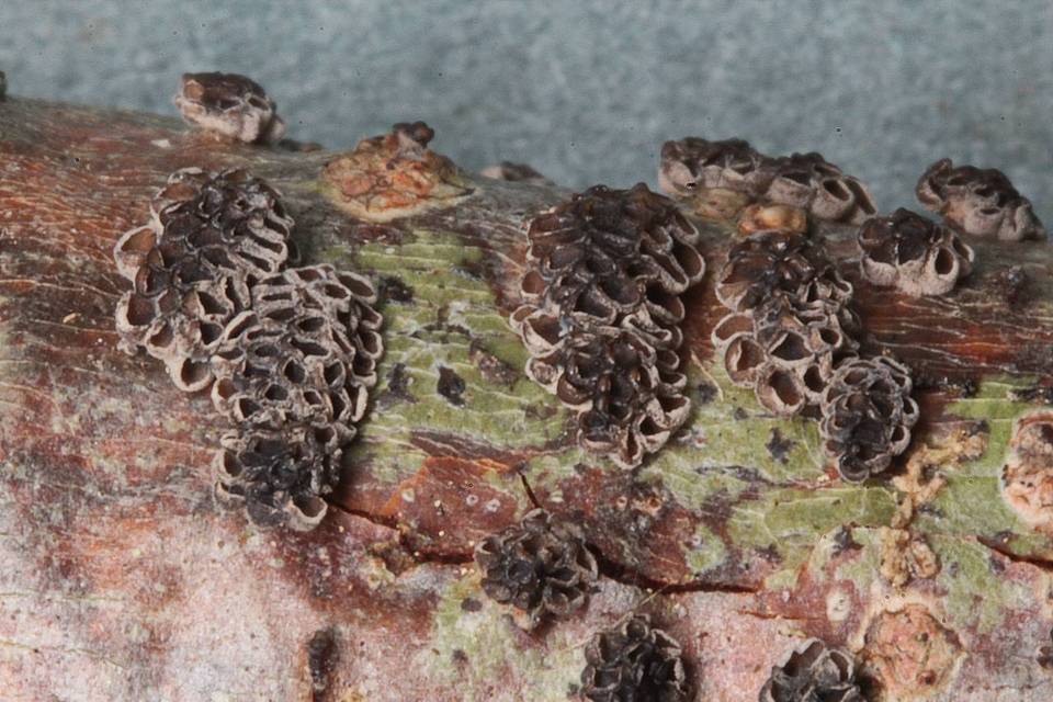 Stromatocyphella conglobata image